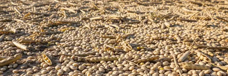 THE MYSTERIOUS MESSAGE